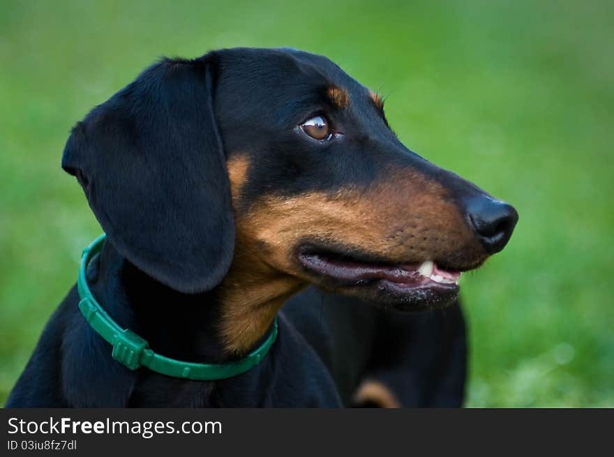 Detail of black dachshund in grass. Detail of black dachshund in grass