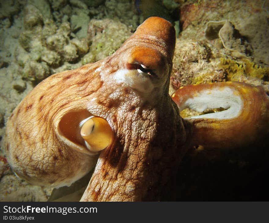 A closeup view of a big octopus in maldivian coral reef, near Bathala Italian name: Polipo english name: octopus scientific name: Octopus vulgaris. A closeup view of a big octopus in maldivian coral reef, near Bathala Italian name: Polipo english name: octopus scientific name: Octopus vulgaris