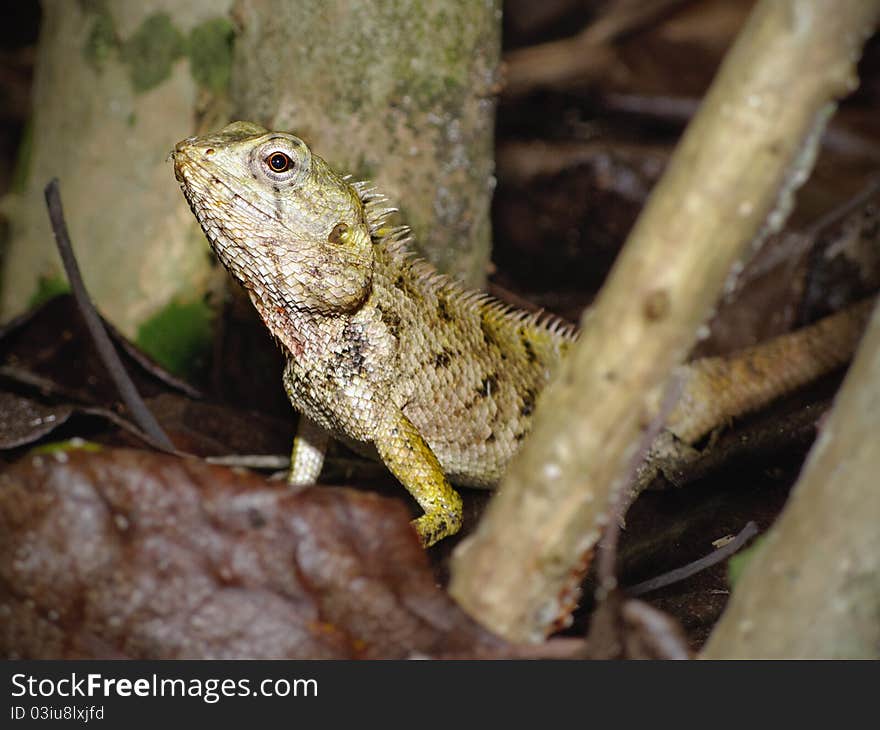 A Maldivian lizard hiding among the branches and leaves of the garden. A Maldivian lizard hiding among the branches and leaves of the garden