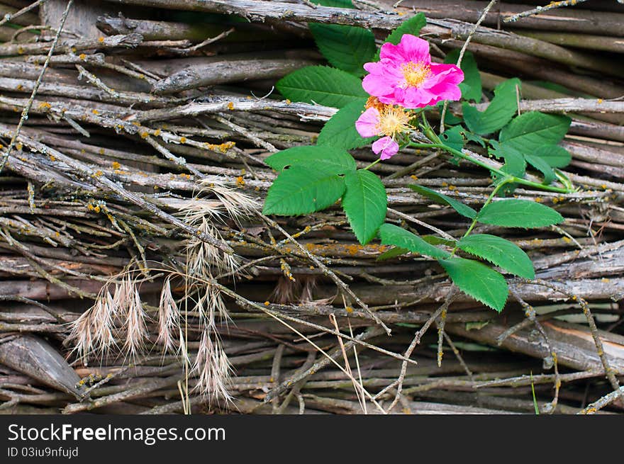 Wild rose flower close-up