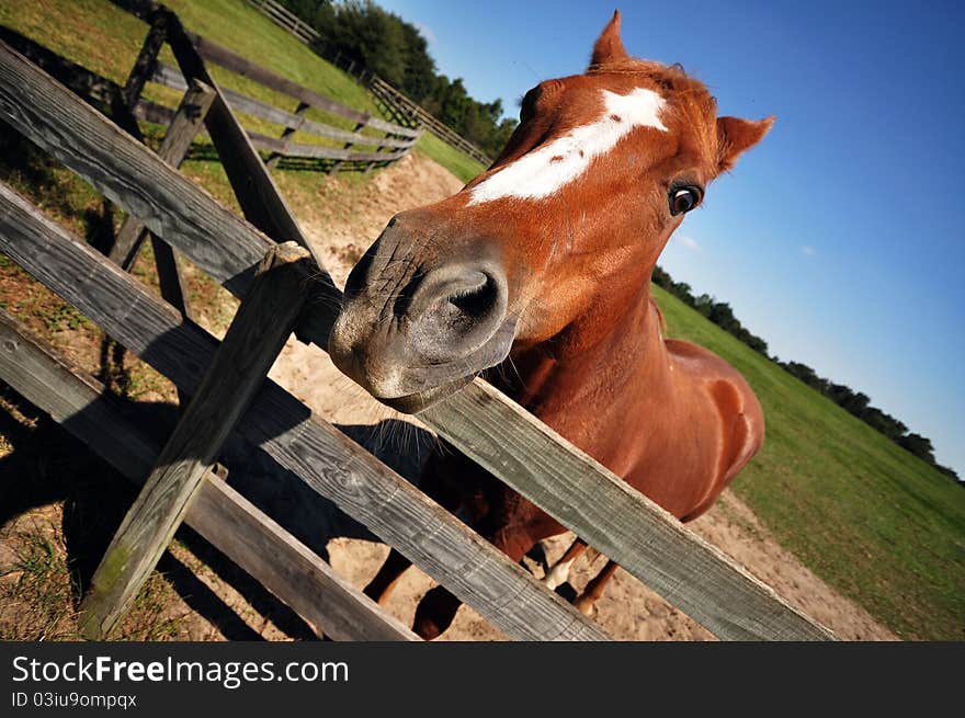 The horse (Equus ferus caballus) is a mammal known for domestication by human culture long time ago. The horse (Equus ferus caballus) is a mammal known for domestication by human culture long time ago.