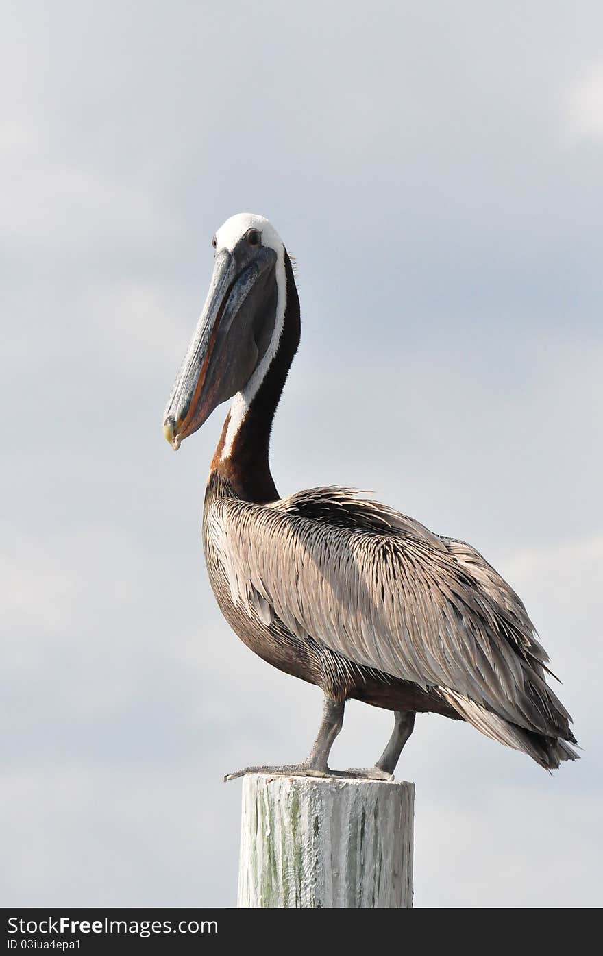 A brown pelican (genus Pelecanus) standing on a wood pole in Cedar Key, FL.