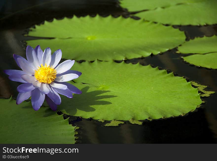 Water Lily And Leaves