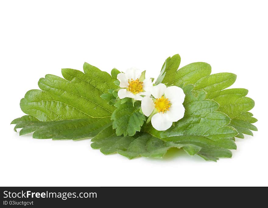 Strawberry leafs with flowers