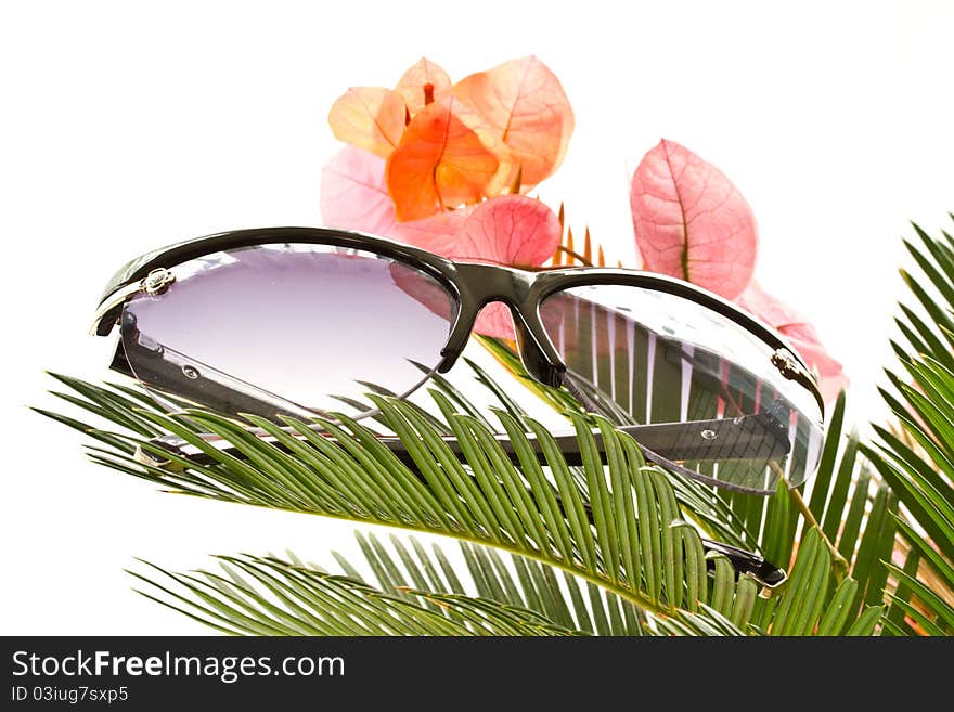 Branches of sago and sunglasses