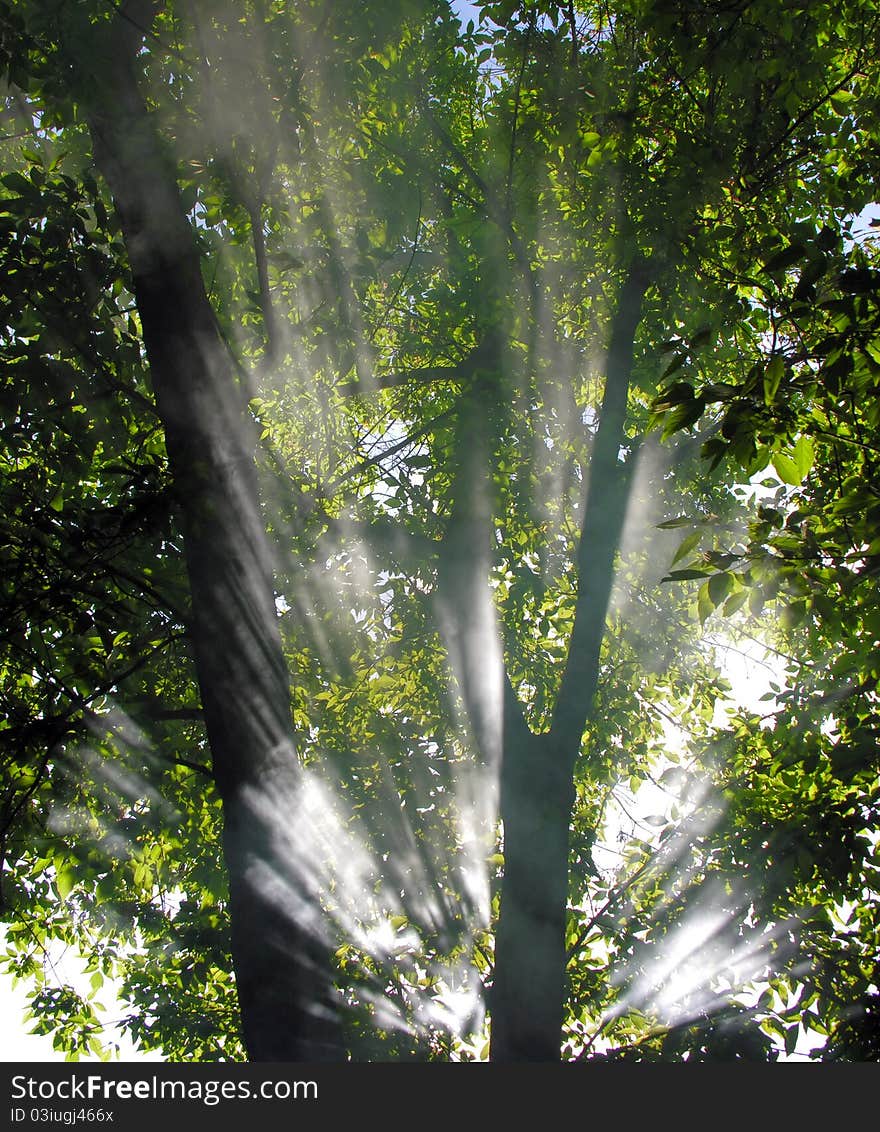 Morning sunbeams in the forest