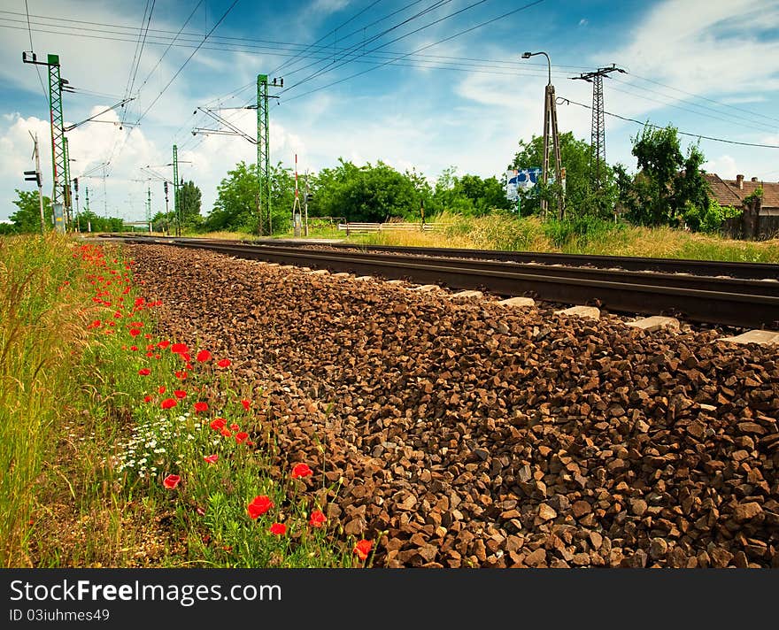 Poppy field at summer in Hungary