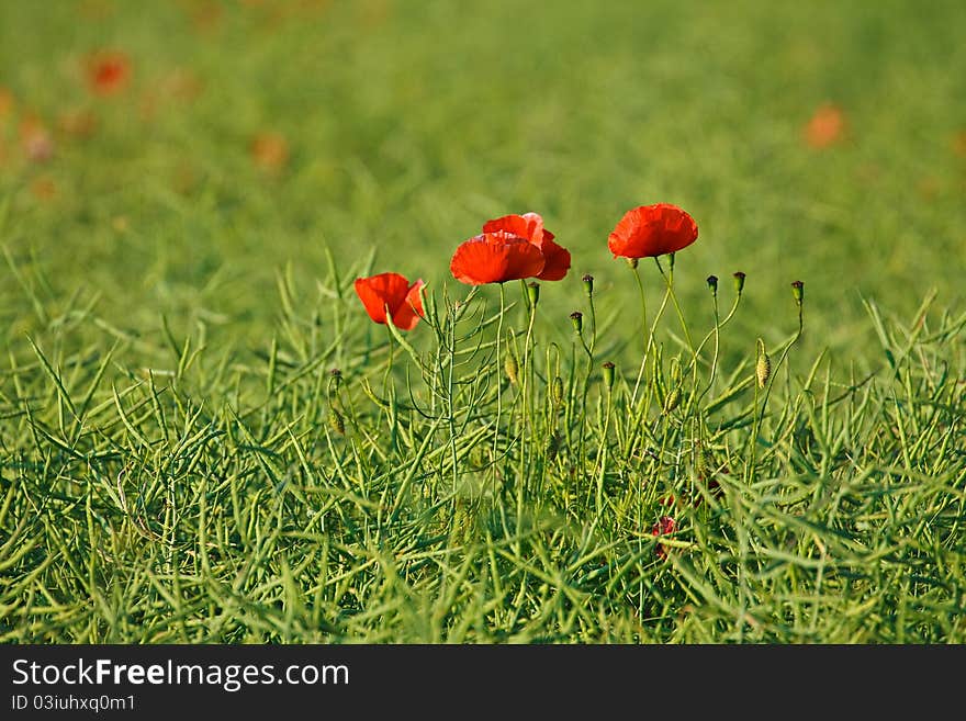 Poppies on a field.