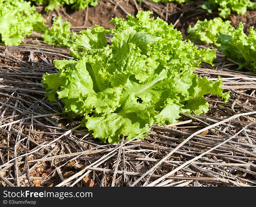 Fresh Vegetable In Farm.