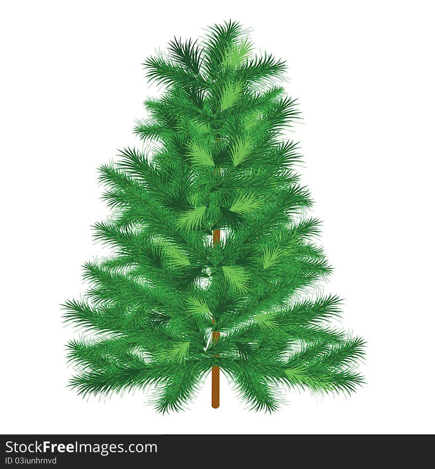 Evergreen tree fir tree