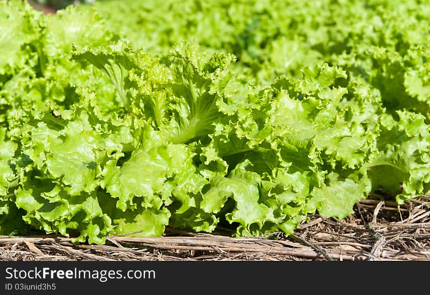 Lettuce fresh vegetable in farm .