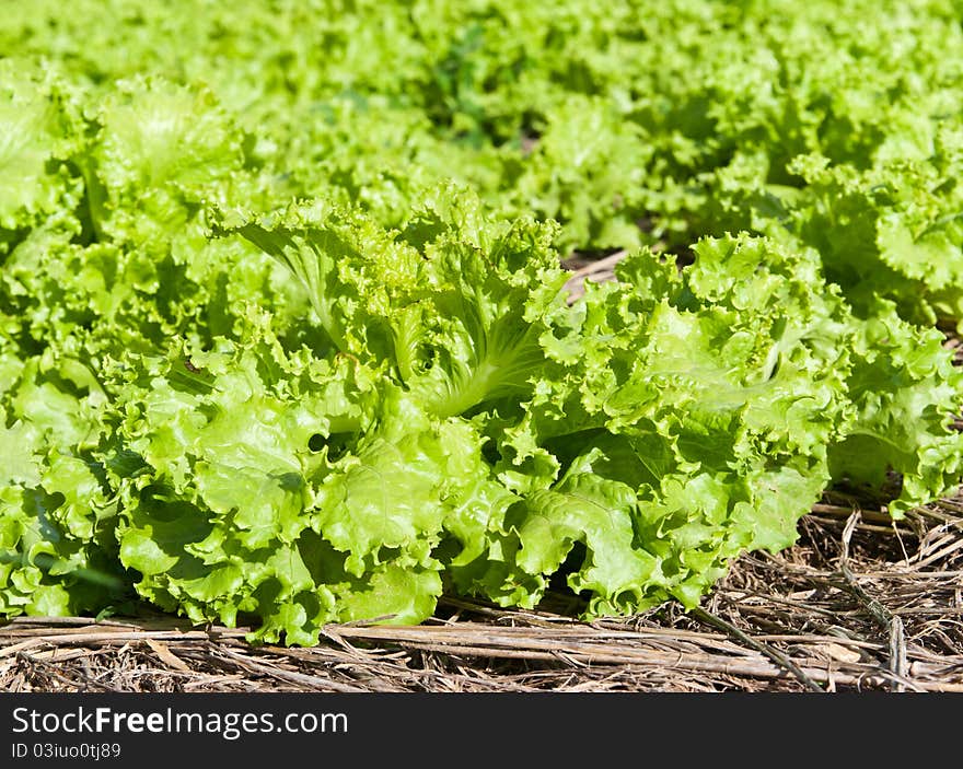 A fresh vegetable in farm . A fresh vegetable in farm .