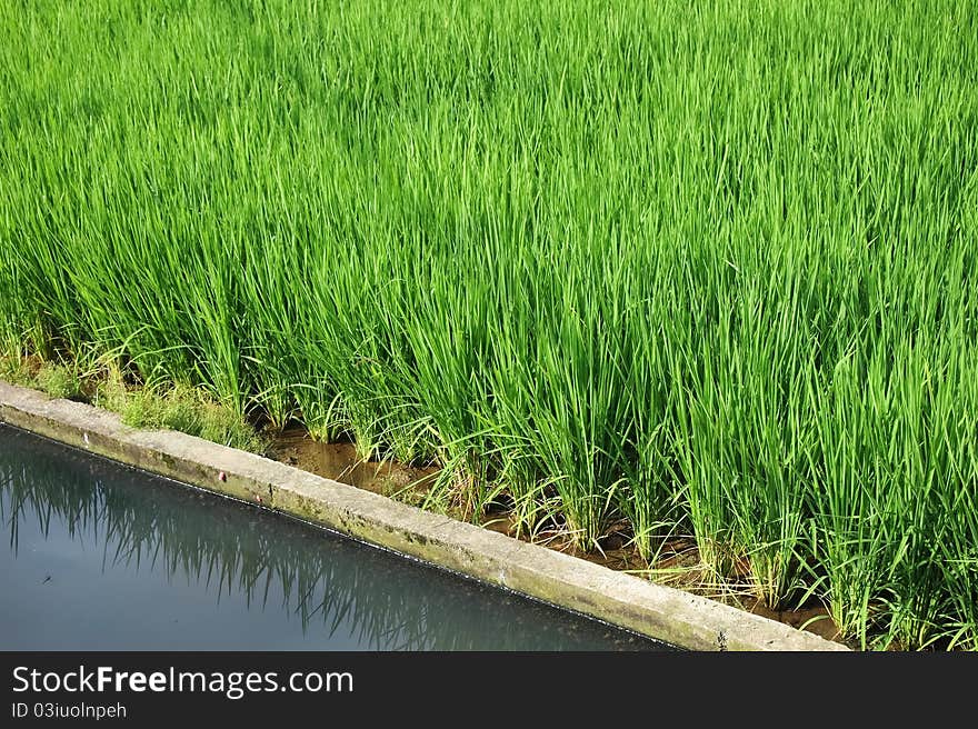 A path in the rice fields