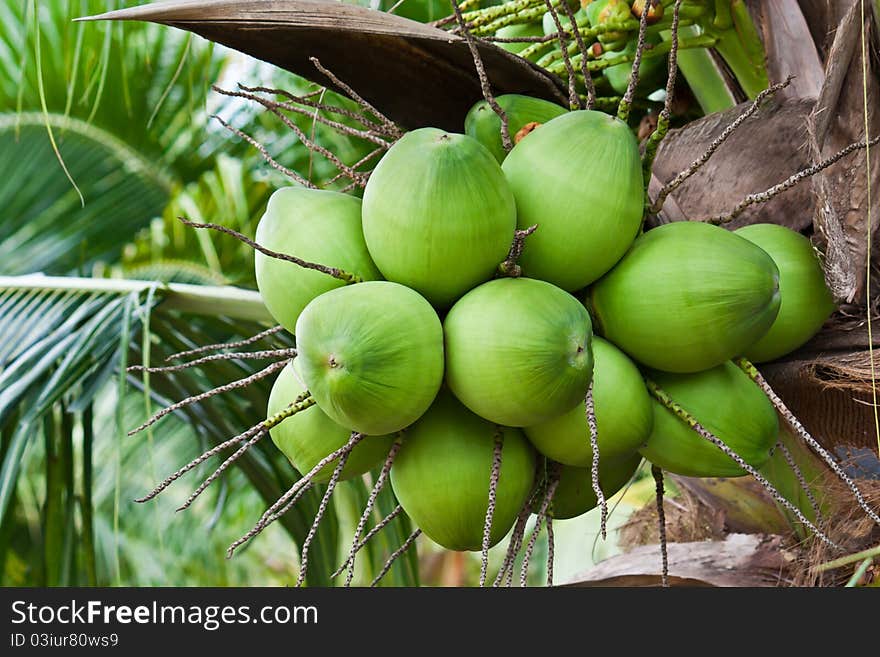 Coconuts on the palm tree