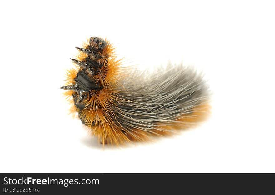 A close-up of a hairy caterpillar isolated on a white background. A close-up of a hairy caterpillar isolated on a white background