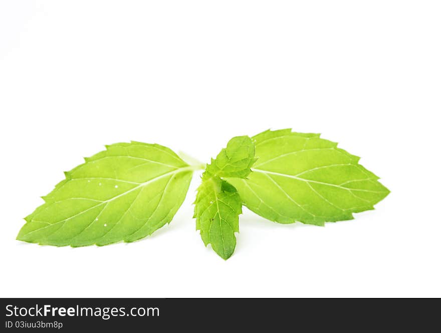 Fresh spearmint isolated on white background. Fresh spearmint isolated on white background