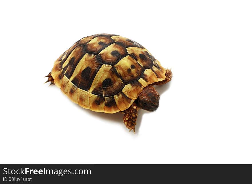 Baby of Hermann's tortoise isolated on white background. Baby of Hermann's tortoise isolated on white background