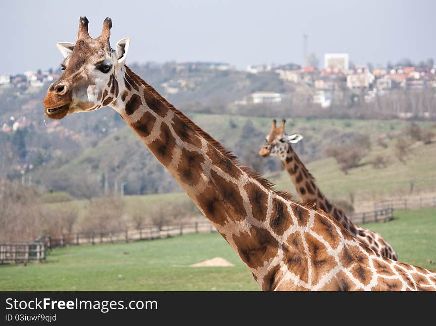 Two giraffes on the pasture at zoo with city in the background. Two giraffes on the pasture at zoo with city in the background