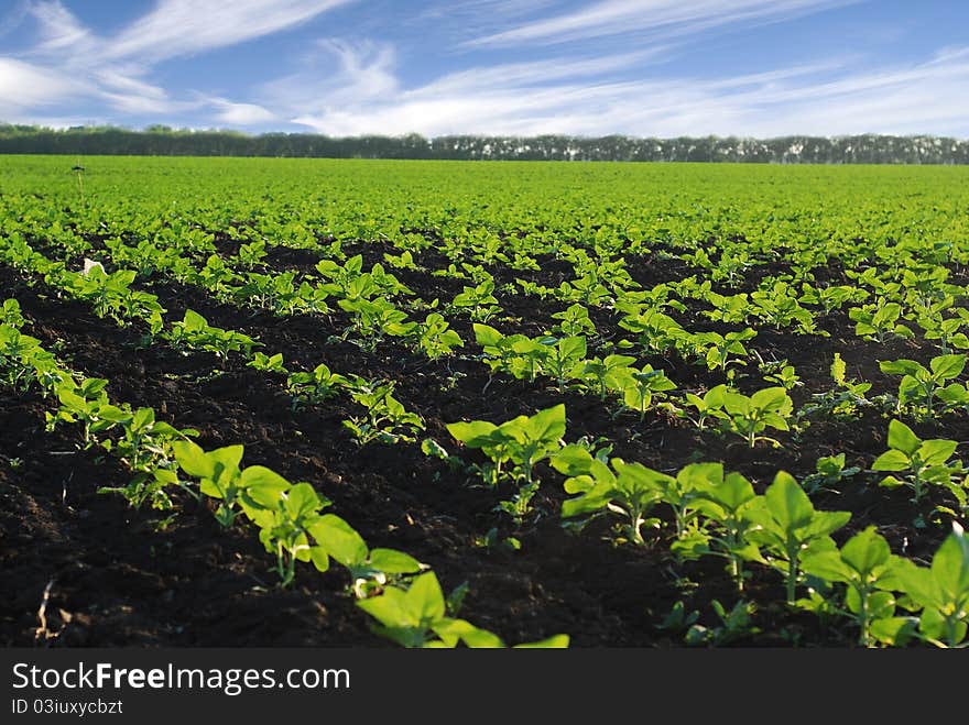 The field  before the harvest