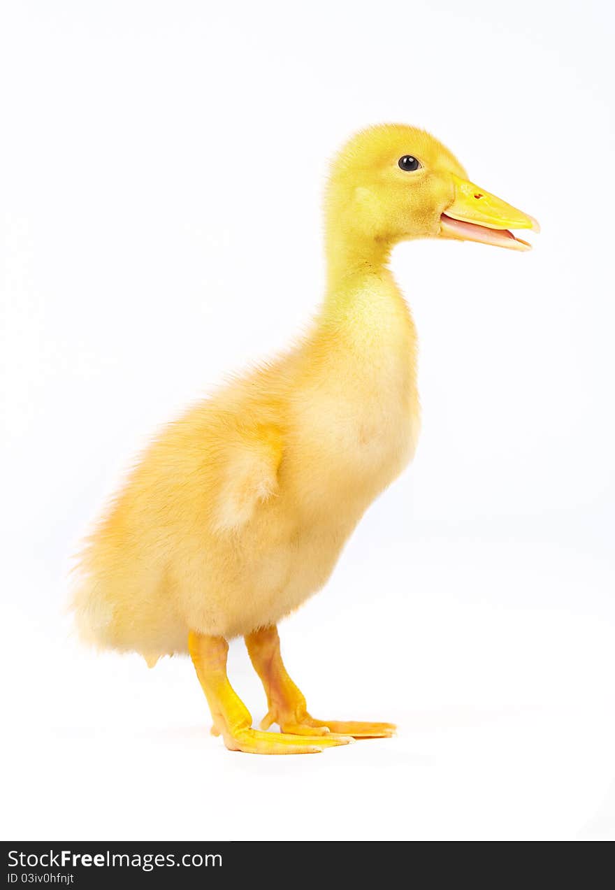 Yellow duckling on a white background sideways