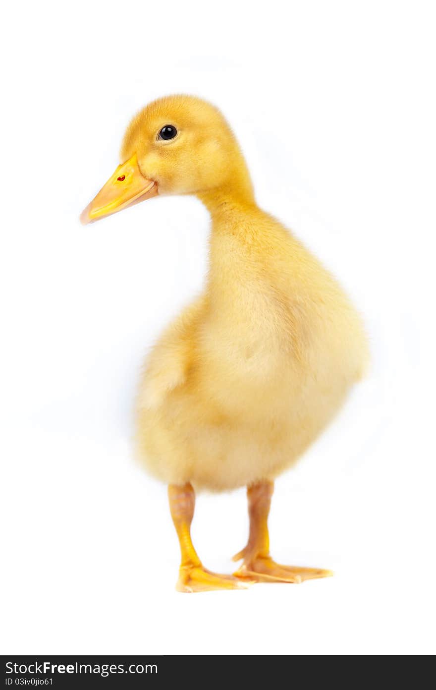 Yellow duckling on a white background