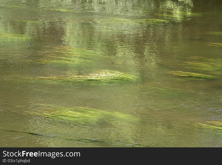 Green algae in the stream of water flow rapid river