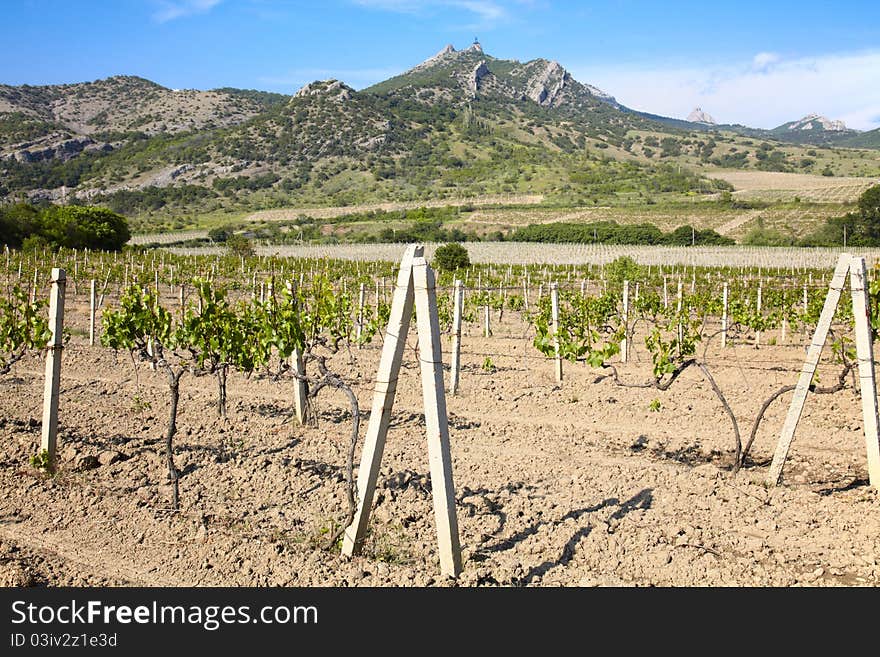 Vineland between hills in Crimea