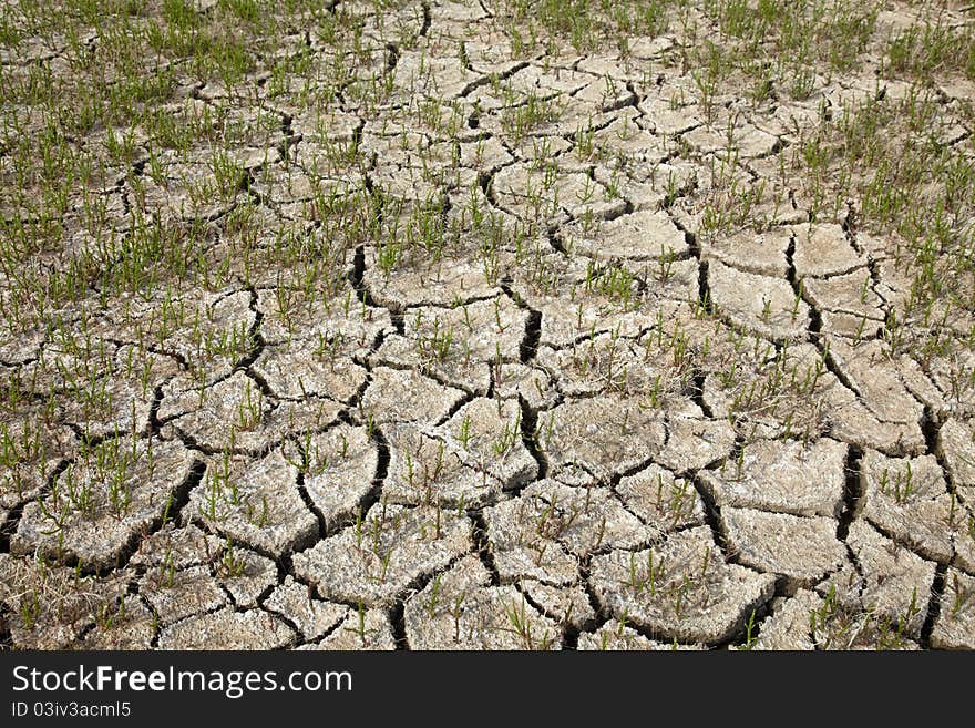 Saltwort on a dry cracked soil. Saltwort on a dry cracked soil