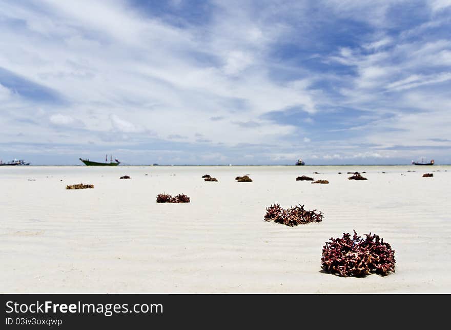 Beach With Coral