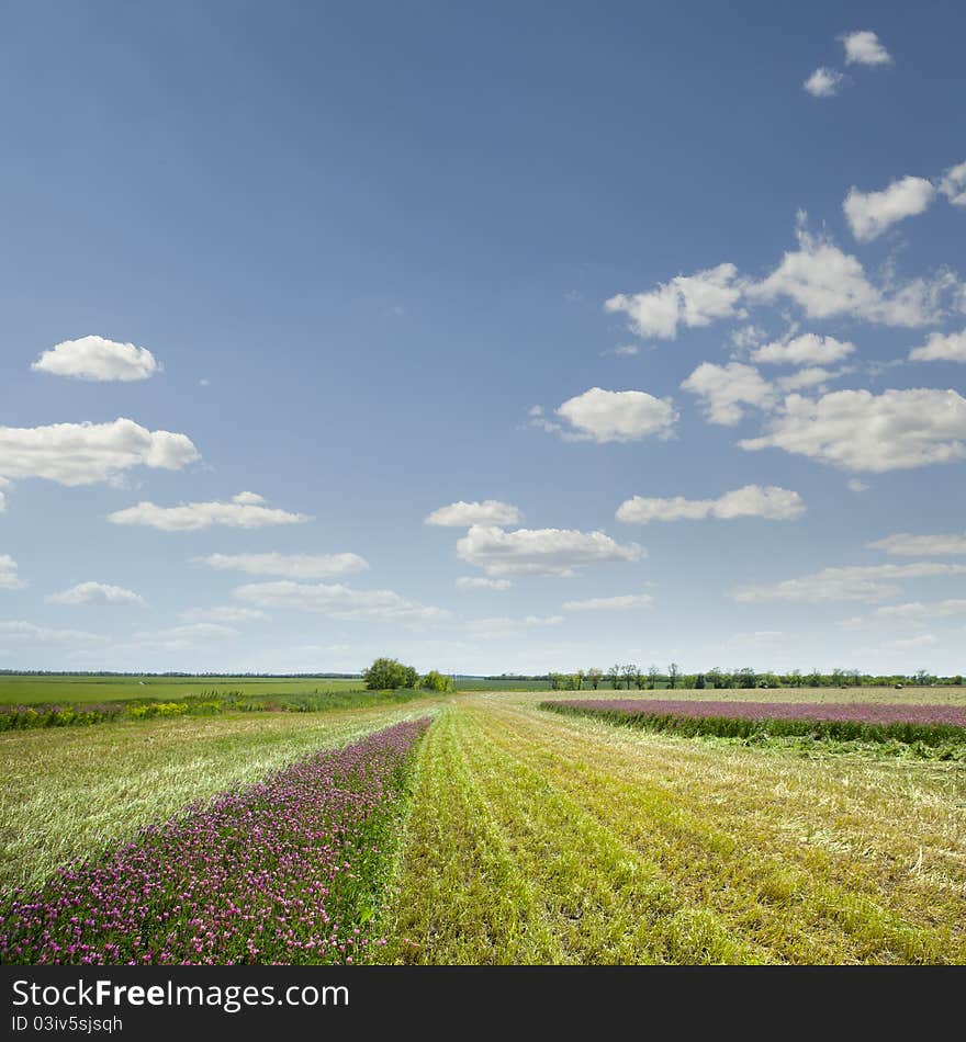 Field with beveled lavndoy against the blue sky