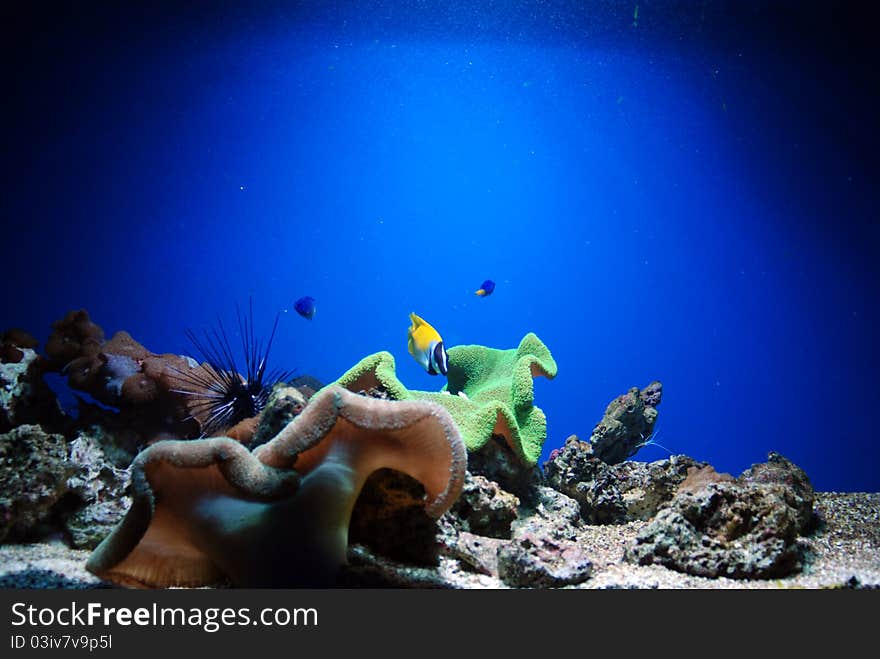 Underwater animals