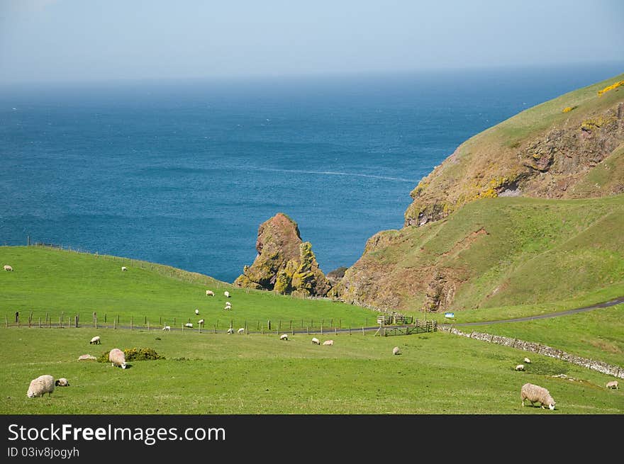 Sheep By The Coast