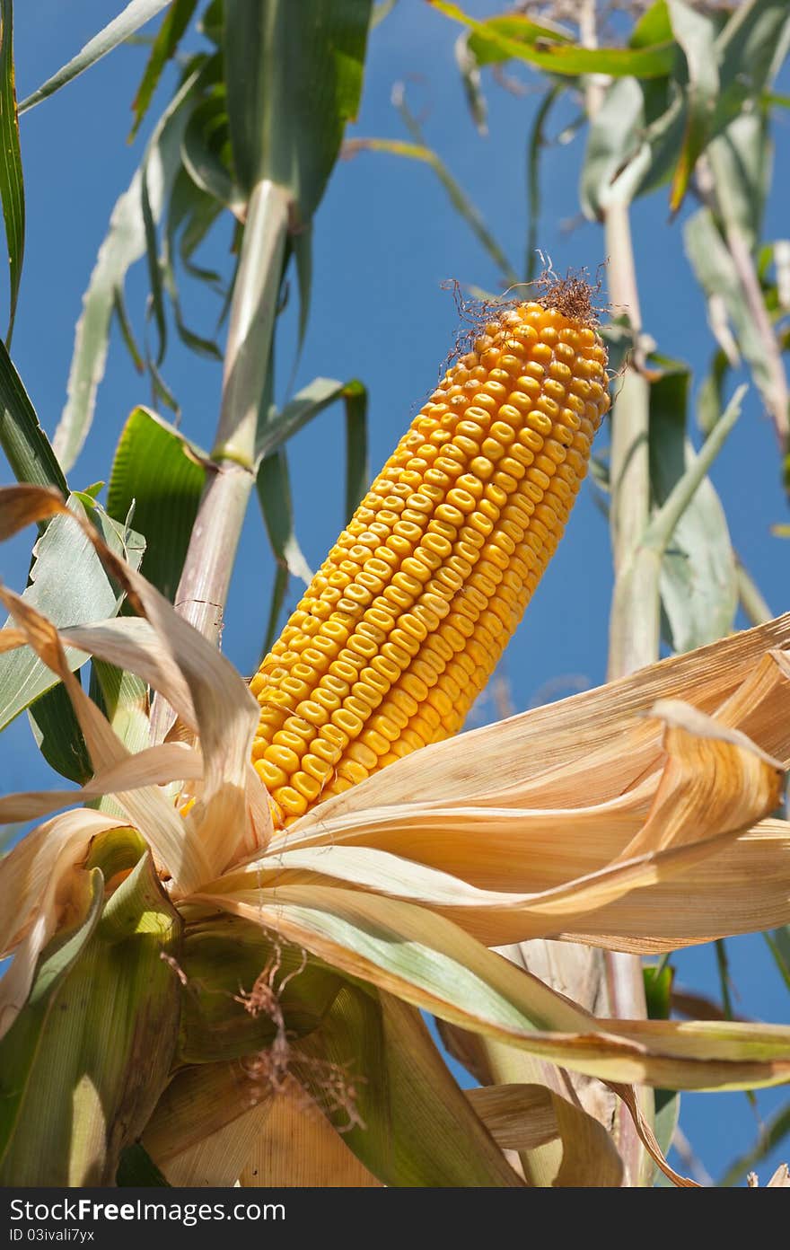 Corn field at harvest time