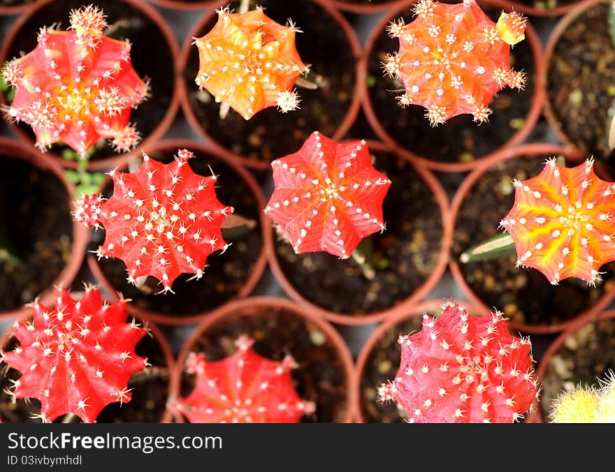 Beautiful cactus texture in nature