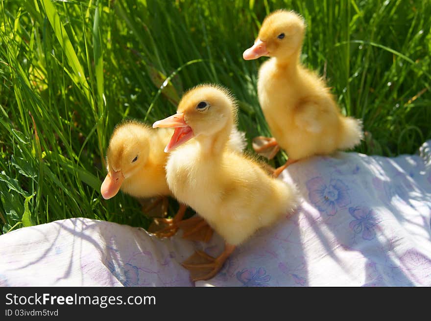 Three cute small Ducklings have a rest on the grass