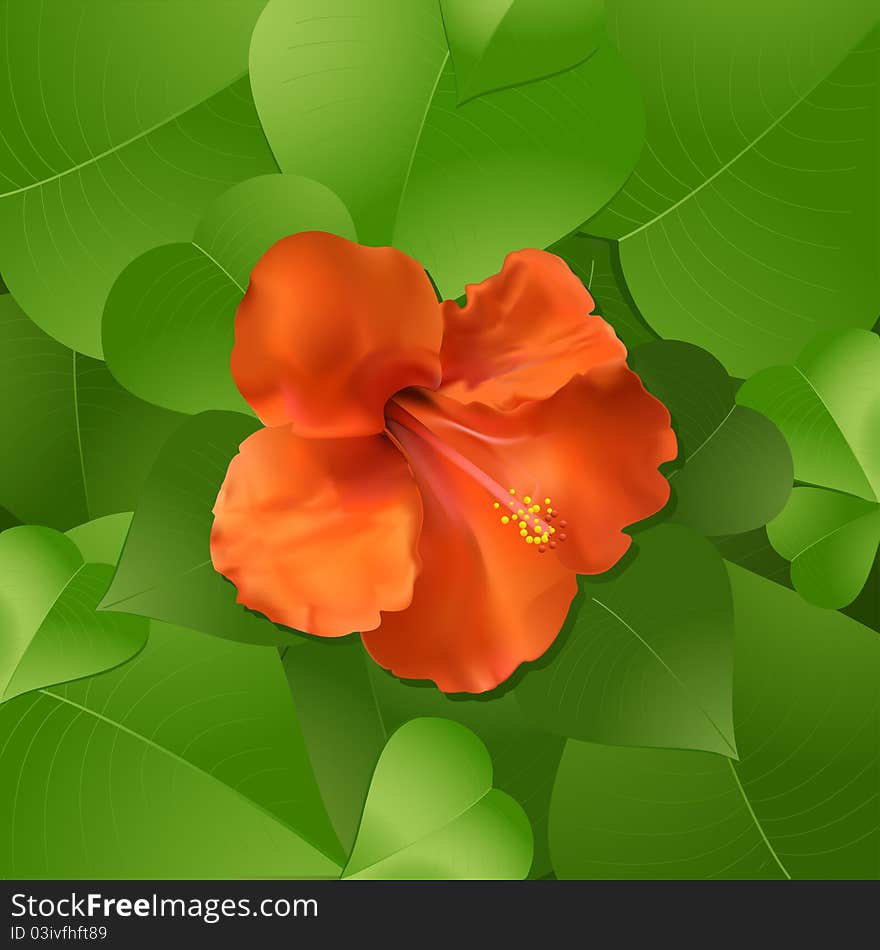 Hibiscus flower and leaves