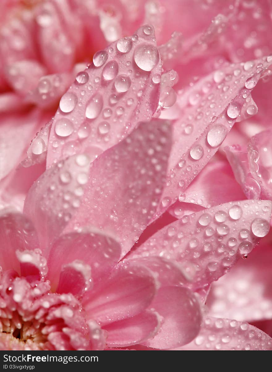 Pink Petals In The Dewdrops