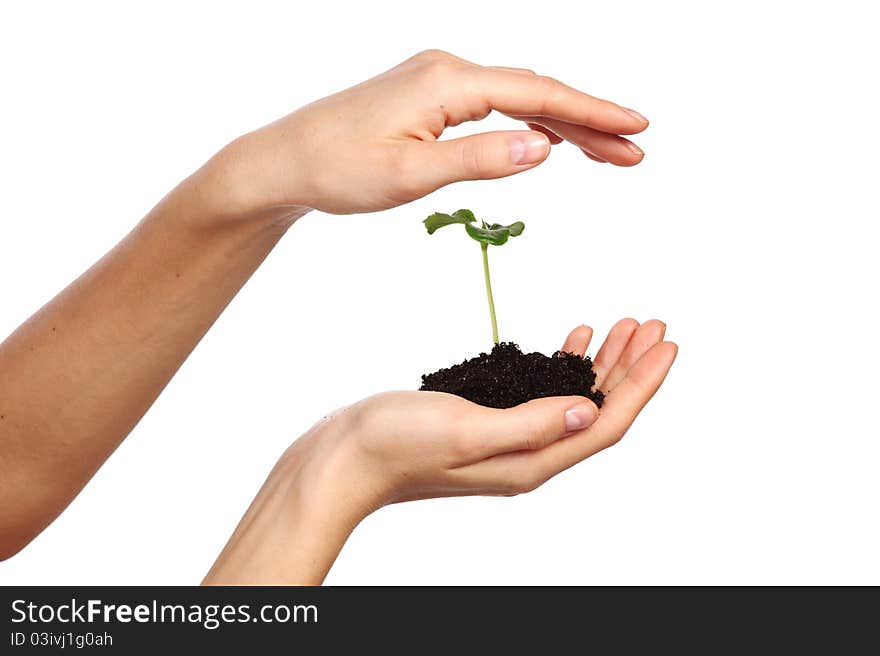 Plant in the women hands on a white background