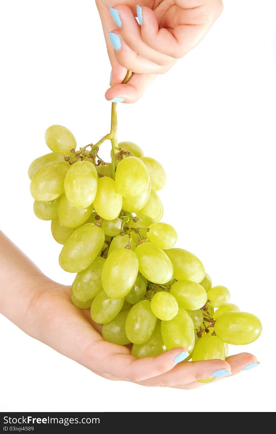 Hands hold fresh grape. Isolated. Hands hold fresh grape. Isolated