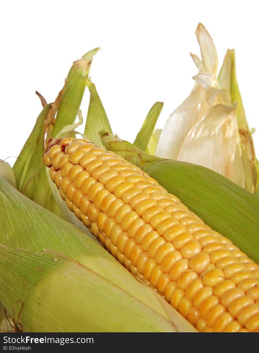 Corn cob. Isolataed. Close-up. Corn cob. Isolataed. Close-up