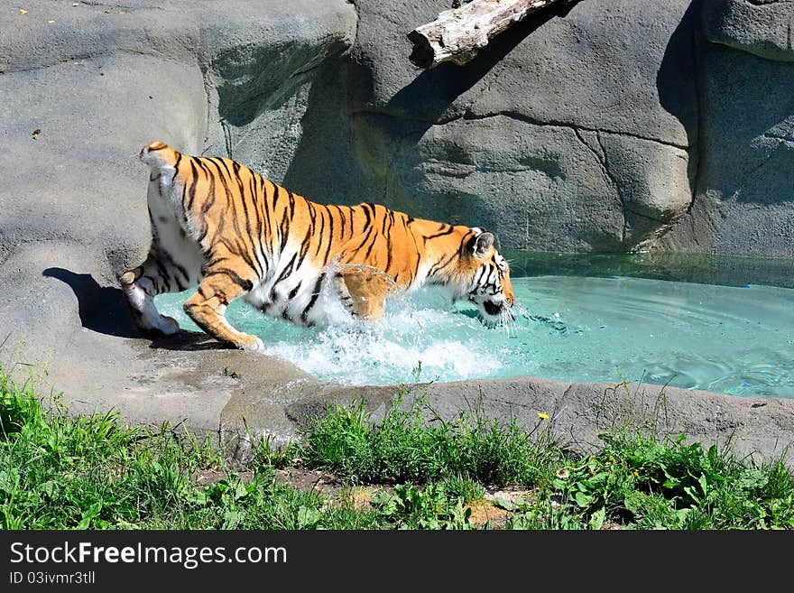 Amur Tiger cooling off