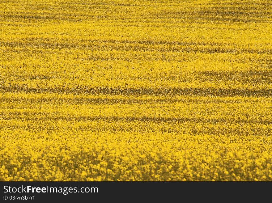 A field of oilseed rapeseed plants. A field of oilseed rapeseed plants