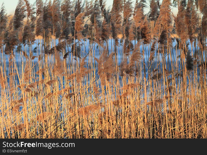 Reed in Frozen Lake in Hungary