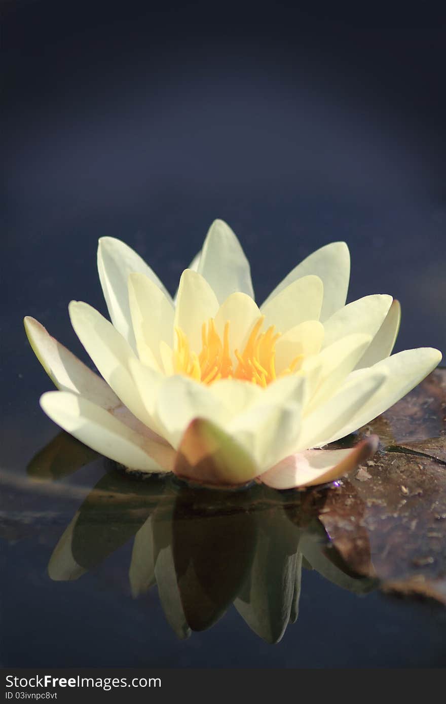 Yellow water lily on the lake