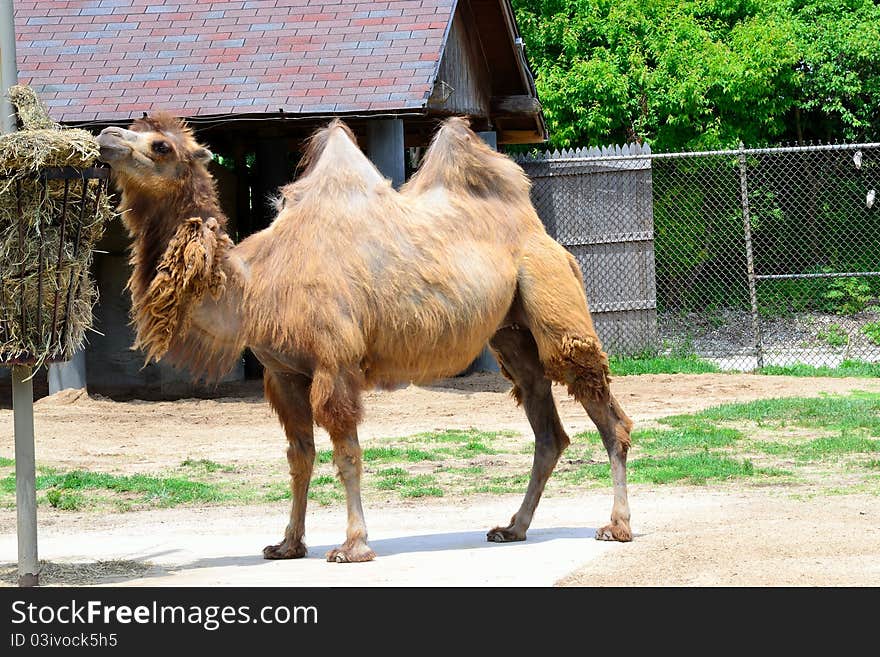 Two-hump Camel eating lunch