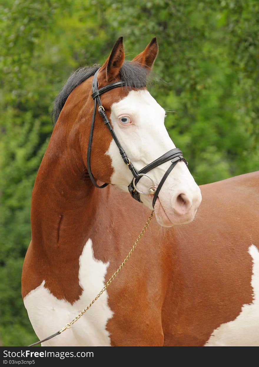 Portrait of a beautiful skewbald horse against trees. Portrait of a beautiful skewbald horse against trees