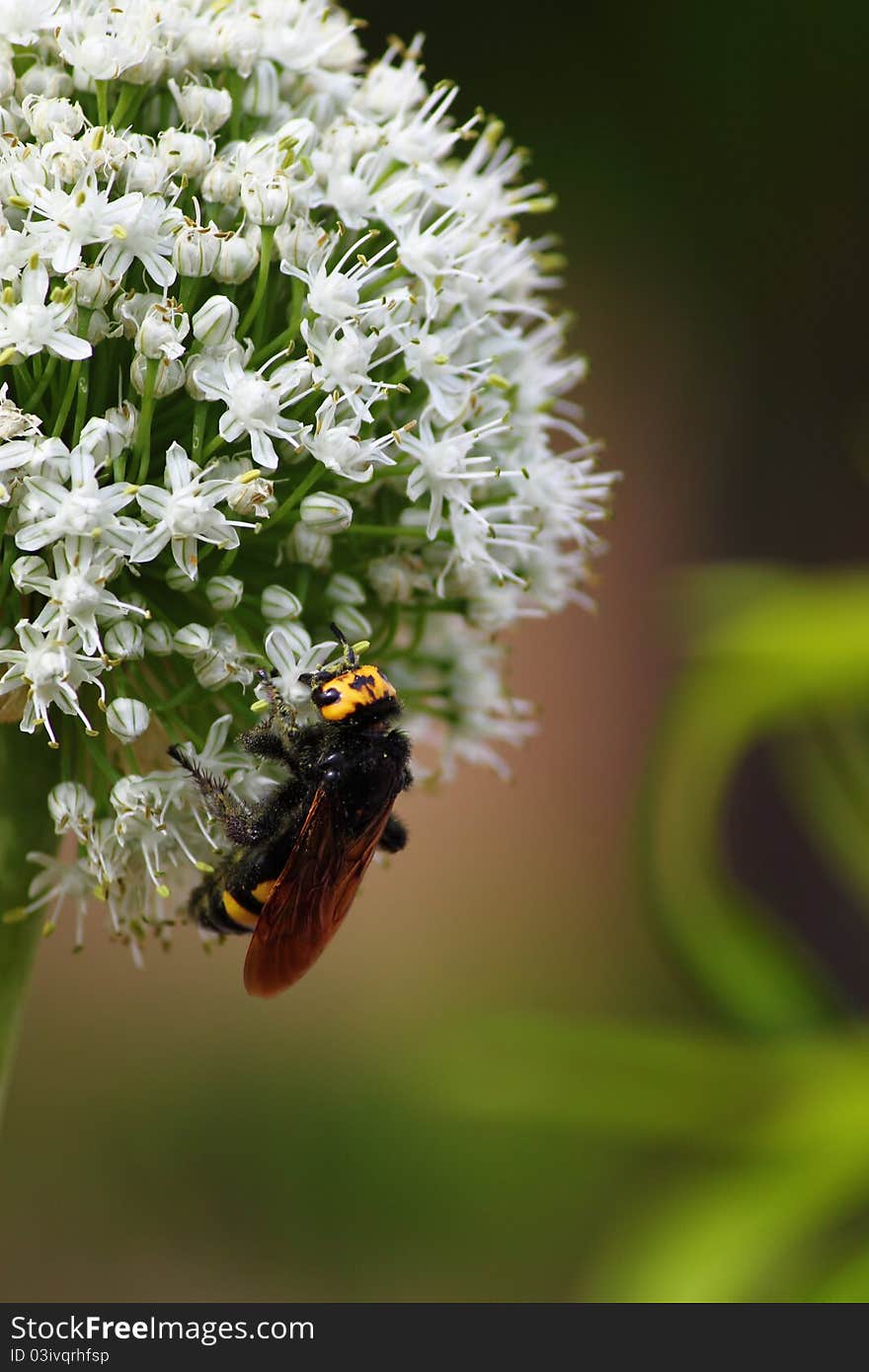 Wasp With Onion Bulb