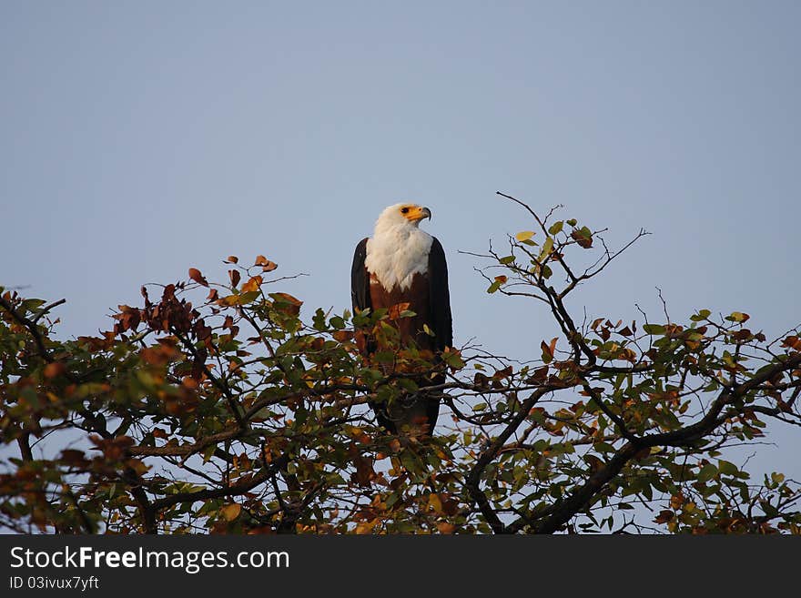 African white tailed fish eagle perched in an acacia tree