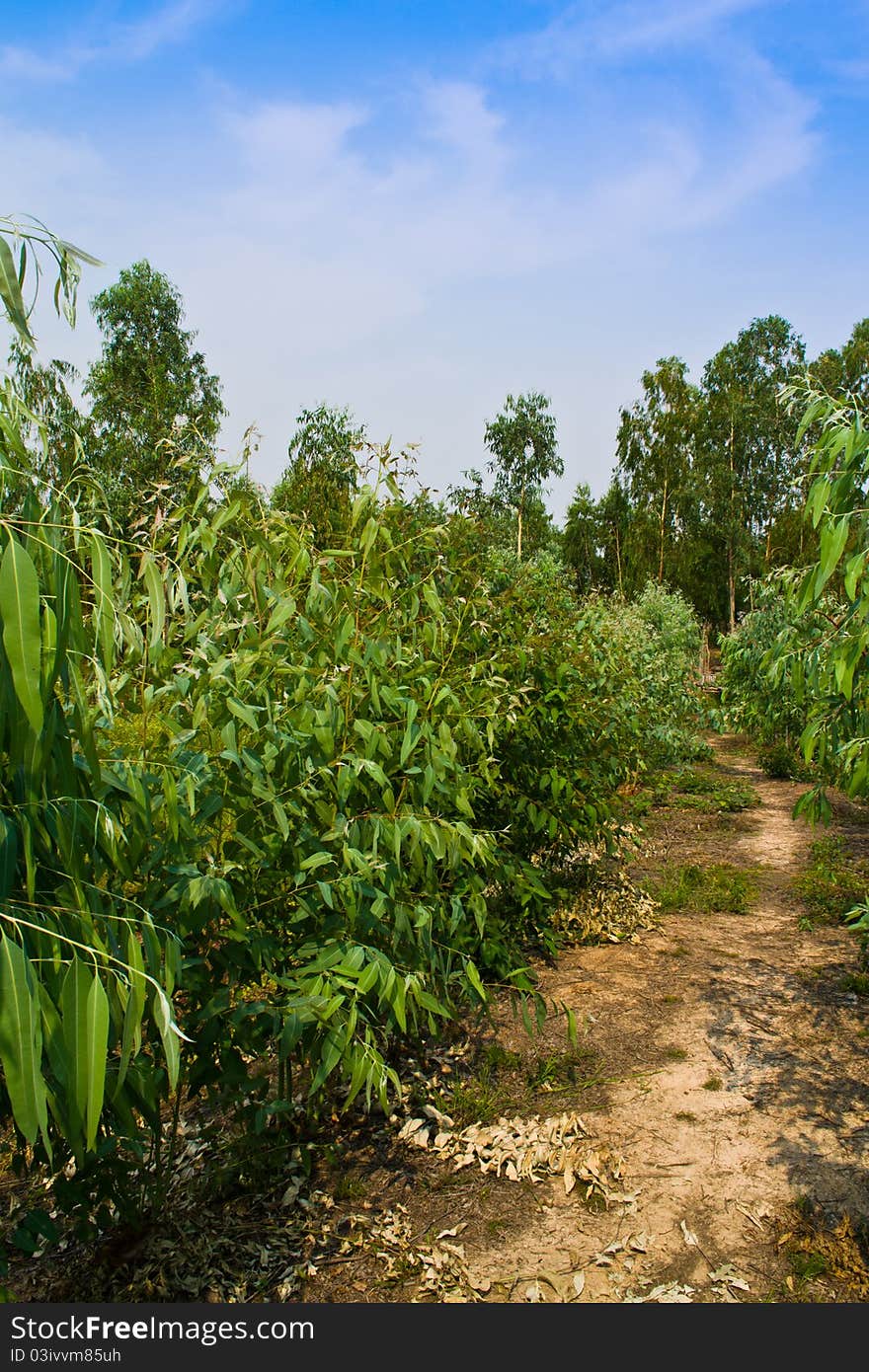 Leaves to the sky. Well-being of rural people in Thailand.