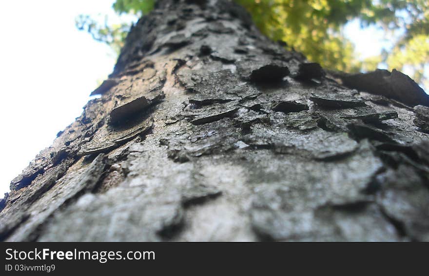 Tree crust